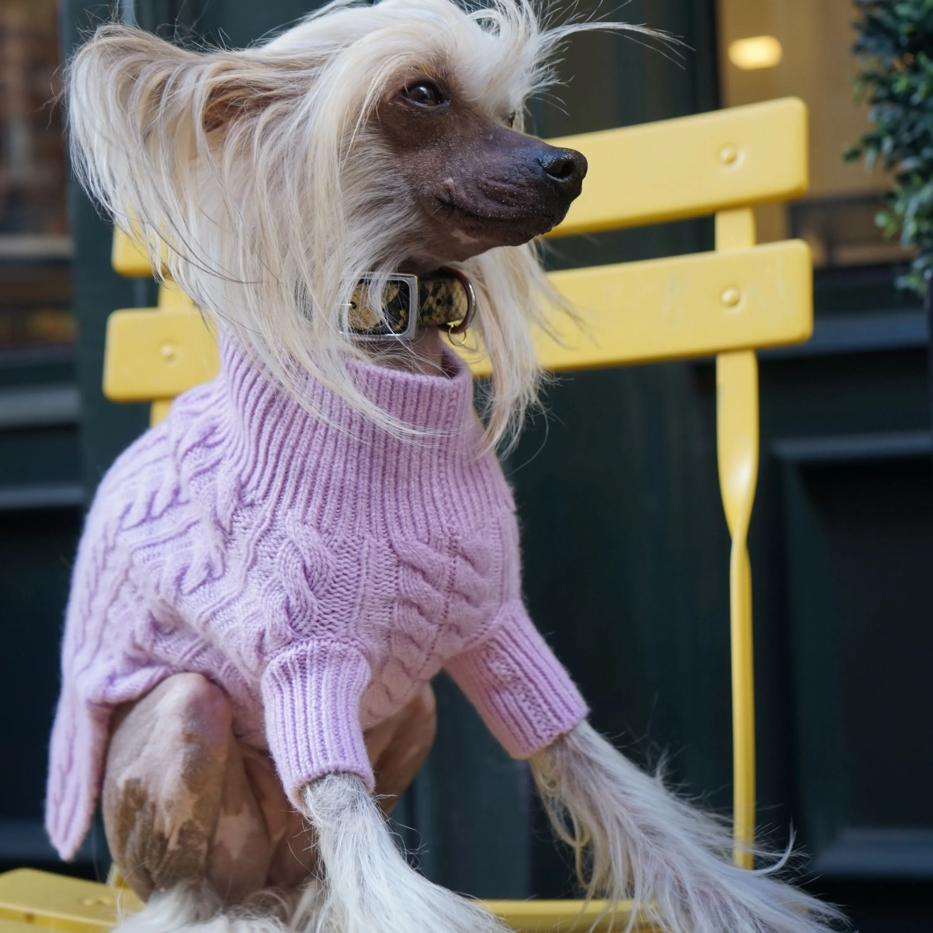 Cashmere Cable Knit Sweater